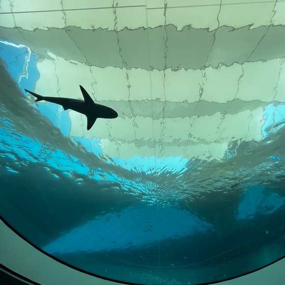 Meet your Posher, Esteban - Picture 1 of 1